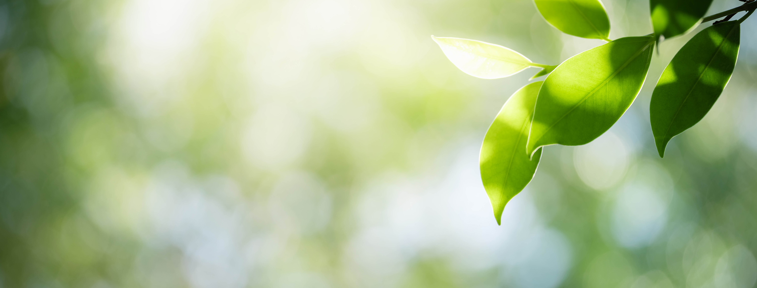 Compromiso de Syrah Design con la sustentabilidad ambiental